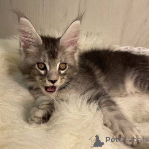 Photo №3. Chatons Maine Coon. Allemagne