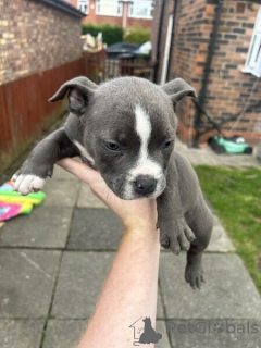 Photo №1. american bully - à vendre en ville de Bouton | négocié | Annonce №170367