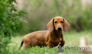 Photos supplémentaires: Chiots teckels standards