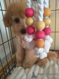 Photo №2 de l'annonce № 146103 de la vente maltipu - acheter à Georgia annonce privée