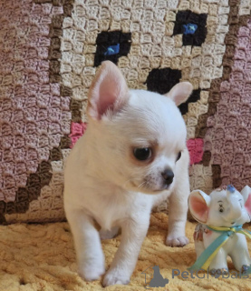 Photo №1. chihuahua - à vendre en ville de Quedlinburg | négocié | Annonce №174976