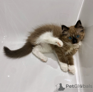 Photo №1. ragdoll - à vendre en ville de Groningen | négocié | Annonce № 176448