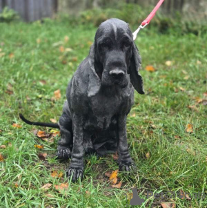 Photo №3. Le cocker anglais Danya est à la recherche d'un foyer.. Fédération de Russie