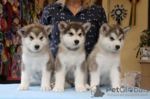 Photo №2 de l'annonce № 121841 de la vente malamute de l'alaska - acheter à Pays Bas annonce privée