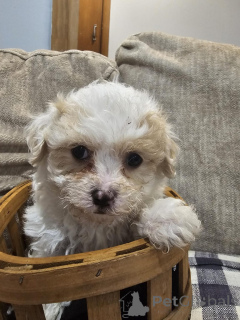 Photo №2 de l'annonce № 144495 de la vente bichon à poil frisé, bichon maltais - acheter à L'Autriche éleveur