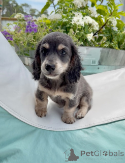 Photo №3. Chiots teckel en bonne santé, animaux de compagnie fidèles et affectueux. Allemagne