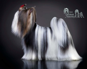 Photo №2 de l'annonce № 3878 de la vente biewer yorkshire terrier - acheter à Biélorussie annonce privée