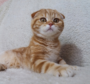 Photo №1. scottish fold - à vendre en ville de Dnipro | 191€ | Annonce № 2996