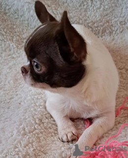 Photo №3. Chihuahua formé des toilettes. Pays Bas