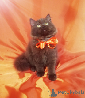 Photo №4. Je vais vendre british longhair en ville de Minsk. éleveur - prix - 484€