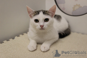 Photos supplémentaires: Un petit chat, le chaton Lyalya, a été sauvé de la rue et cherche une famille et