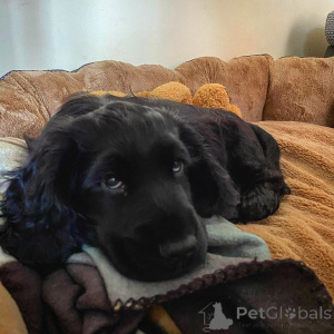 Photo №3. Chiots Cocker Spaniel. Danemark