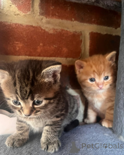 Photo №1.  - à vendre en ville de Neuenhagen | 350€ | Annonce № 149163