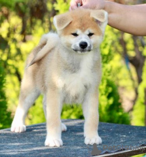 Photo №4. Je vais vendre akita (chien) en ville de Novo Miloševo.  - prix - négocié