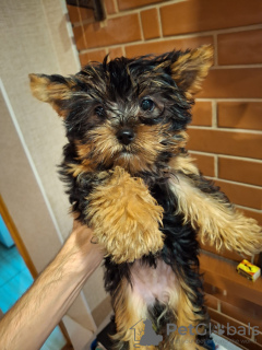 Photo №2 de l'annonce № 130087 de la vente biewer yorkshire terrier, yorkshire terrier - acheter à Estonie 
