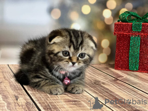 Photo №2 de l'annonce № 100497 de la vente scottish fold - acheter à USA annonce privée