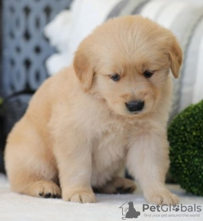 Photo №1. golden retriever - à vendre en ville de Амстердам | Gratuit | Annonce №132403