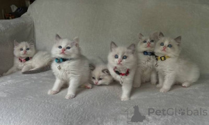 Photo №1. ragdoll - à vendre en ville de Gérits | 350€ | Annonce № 172327