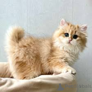 Photo №4. Je vais vendre british longhair en ville de Vienne. annonce privée, éleveur - prix - 700€