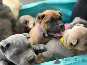 Photo №3. Nuttede Cane Corso hvalpe søger et kærligt hjem for altid. Danemark