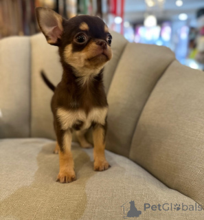 Photo №4. Je vais vendre chihuahua en ville de Gérits. éleveur - prix - négocié