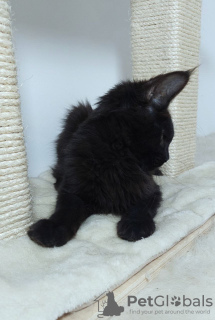 Photo №2 de l'annonce № 78118 de la vente maine coon - acheter à La Roumanie éleveur