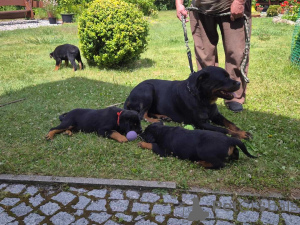 Photo №1. rottweiler - à vendre en ville de Düsseldorf | Gratuit | Annonce №160159