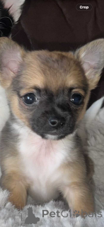 Photo №4. Je vais vendre chien léopard catahoula en ville de Uusimaa.  - prix - 490€