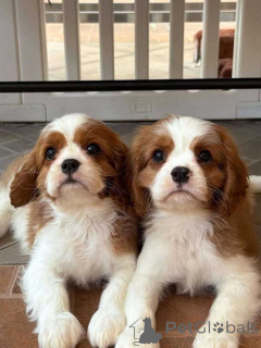 Photo №2 de l'annonce № 166434 de la vente cavalier king charles spaniel - acheter à La Grande-Bretagne annonce privée