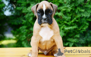 Photo №3. wunderschöne Boxerwelpen zur Adoption. Allemagne