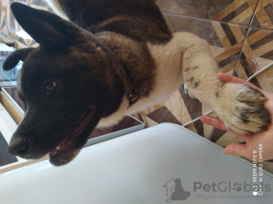 Photo №3. Grande fille 3 mois. Ukraine