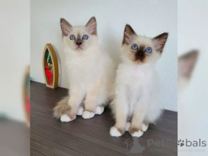 Photo №1. sacré de birmanie - à vendre en ville de Prague | 250€ | Annonce № 155941