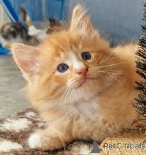 Photo №1. chat des forêts norvégiennes - à vendre en ville de Helsinki | 580€ | Annonce № 166323