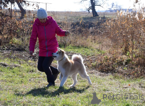 Photo №2 de l'annonce № 12733 de la vente akita (chien) - acheter à Ukraine de la fourrière, éleveur