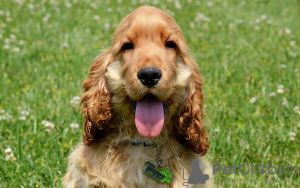 Photo №3. Tolle anglais Cocker Spaniel-Welpen est disponible pour l'adoption pour la mise. Allemagne