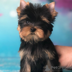 Photo №1. yorkshire terrier - à vendre en ville de Herschweiler-Pettersheim | 222€ | Annonce №42916