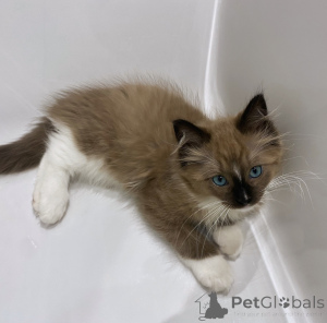 Photo №2 de l'annonce № 176448 de la vente ragdoll - acheter à Pays Bas éleveur