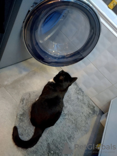 Photo №3. Le merveilleux chat Butya cherche un foyer !. Fédération de Russie