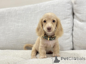 Photo №3. Charmants mini teckels, compagnons parfaits pour chaque maison. Allemagne