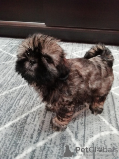 Photo №3. Chiots Shih Tzu de race pure.. La Lettonie