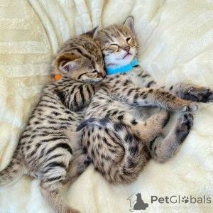 Photo №1. bengal - à vendre en ville de Göttingen | négocié | Annonce № 140725