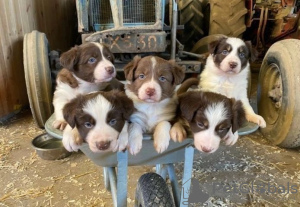 Photo №1. border collie - à vendre en ville de Wolfsburg | Gratuit | Annonce №130062