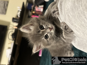 Photo №2 de l'annonce № 134078 de la vente chat de gouttière - acheter à USA annonce privée