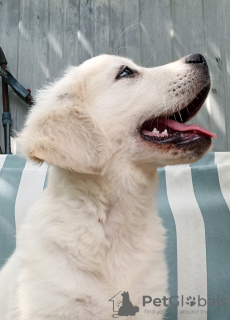 Photos supplémentaires: Golden retriever réservation plus tôt