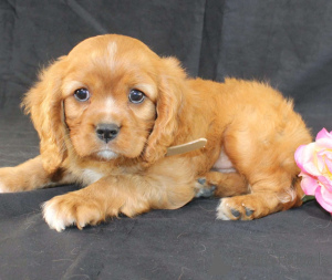Photo №1. cavalier king charles spaniel - à vendre en ville de Aqua | 480€ | Annonce №172223
