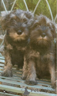 Photo №3. Schnauzer nain noir et poivre-sel. Serbie