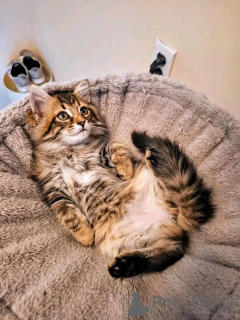 Photo №1. maine coon - à vendre en ville de Munich | 600€ | Annonce № 150763