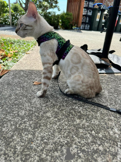 Photo №3. Chatons bengaux ludiques avec des manteaux brillants. Suisse