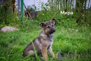 Photo №1. chien bâtard - à vendre en ville de Minsk | Gratuit | Annonce №104269