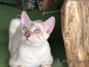 Photo №1. bengal - à vendre en ville de Berlin | Gratuit | Annonce № 174201